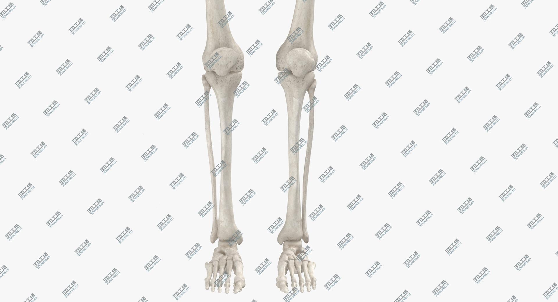 images/goods_img/202104021/3D Real Human Rib Cage Spine Female Pelvis and Leg Bones Anatomy With Intervertibral Disks White 01/4.jpg